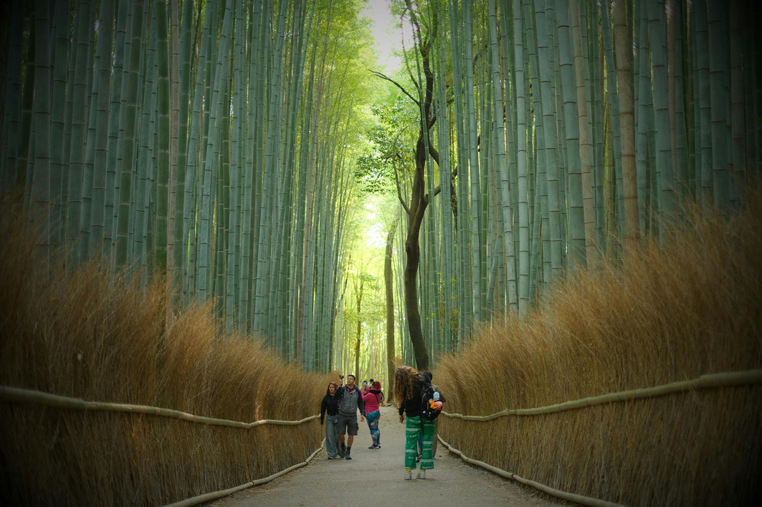 “Go Green Room by Room: Your Bamboo Transition Guide”