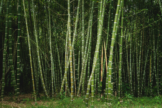 Bamboo Boom: The Eco Revolution Begins