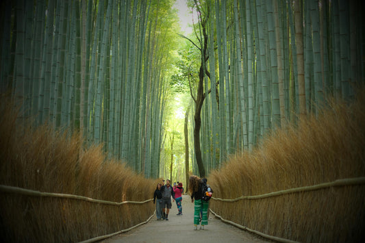 “Go Green Room by Room: Your Bamboo Transition Guide”