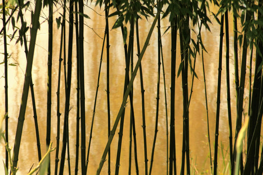 Bamboo-zled? Here’s the Real Deal on Eco-Friendly Bamboo Products