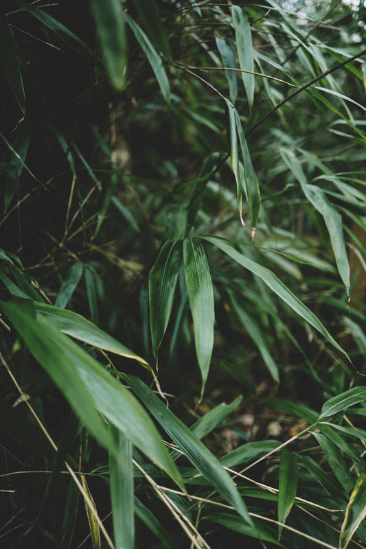 “Which Bamboo Is Right for You?
